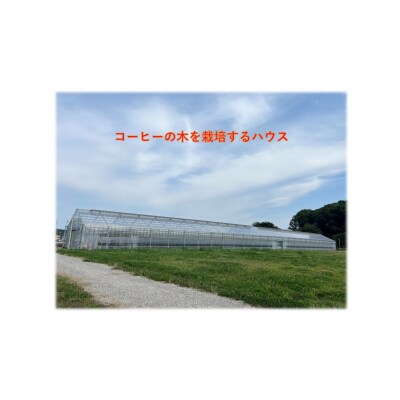 岐阜県産コーヒー生豆 100g【133】