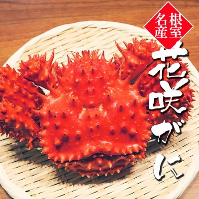 【北海道根室産】花咲がに800～900g×1尾 A-32030