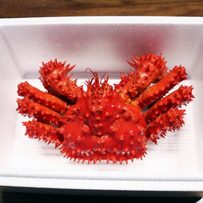 【北海道根室産】花咲がに800～900g×1尾 A-32030