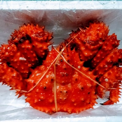 【北海道根室産】花咲ガニ1.2kg前後×1尾 D-57025