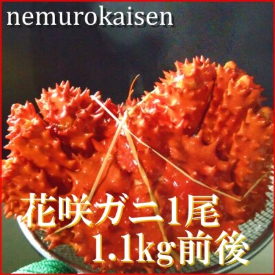 【北海道根室産】花咲ガニ1.1kg前後×1尾(チルド便) D-57024