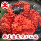 【北海道根室産】花咲がに姿1.2kg×1尾 C-01023