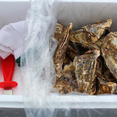 【北海道根室産】殻付カキ90～120g×50個 D-57027