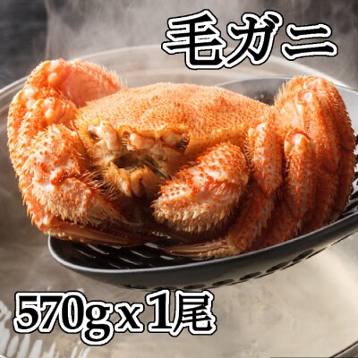 【北海道根室産】浜ゆで毛ガニ570g前後×1尾 B-83003