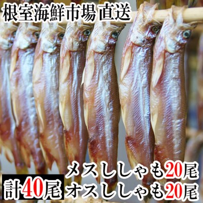 根室海鮮市場＜直送＞本ししゃも(オス・メス)各20尾セット A-28233