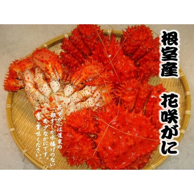 【北海道根室産】花咲がに500g前後×2尾(計1kg) A-54013