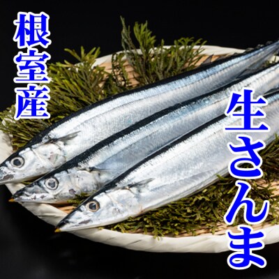 【北海道根室産】生さんま5尾×2P G-76001