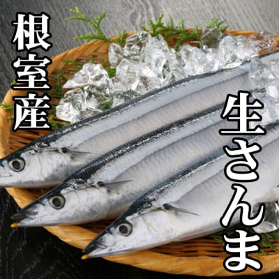 【北海道根室産】生さんま5尾×2P G-70001