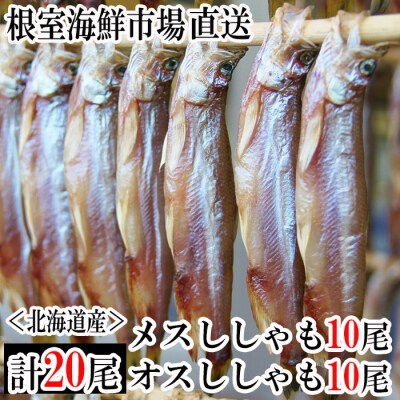 根室海鮮市場＜直送＞本ししゃも(オス・メス)各10尾セット G-28014