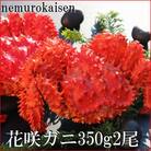 【北海道根室産】花咲ガニ350g×2尾 B-57028