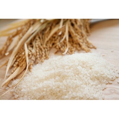 【令和7年産先行受付】新潟産 新之助 10kg(5kg×2袋) 