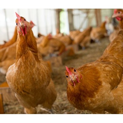 地鶏と軍鶏のハンバーグセット ひよころ鶏園