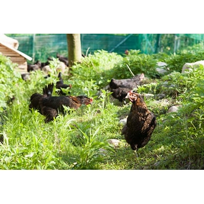 地鶏と軍鶏のハンバーグセット ひよころ鶏園