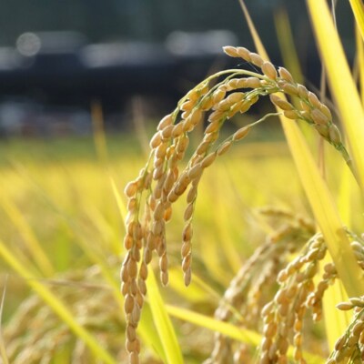 【令和7年産】【6ヶ月定期便】新潟産コシヒカリ瓢湖米　10kg×6回