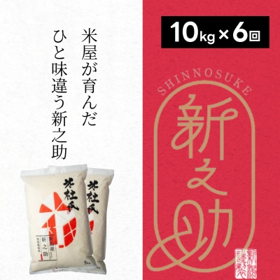 【令和8年産新米】【6ヶ月定期便】米杜氏 阿賀野市産 新之助 10kg (5kg×2袋)×6回
