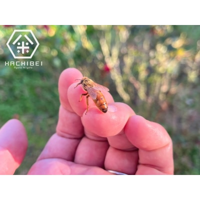 【令和7年産】HACHIBEI 八米 はちみつ農法 新之助 無洗米 5kg 