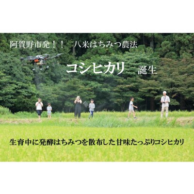 【令和8年産新米先行受付】3ヶ月定期便 八米 はちみつ農法 コシヒカリ 無洗米 5kg×3回