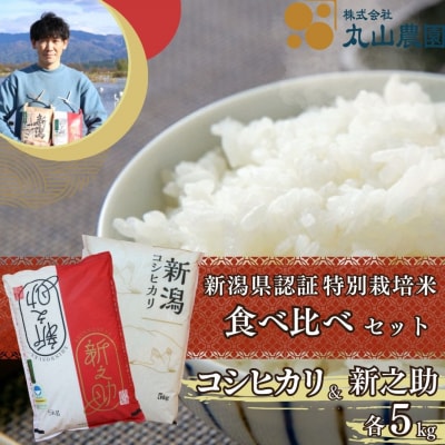 【令和8年産先行受付】従来コシヒカリ・新之助各5kg 食べ比べセット 特別栽培米 新潟県認証米 