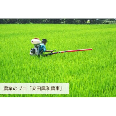 【令和8年産新米先行受付】【生産者直送】阿賀野市産「にじのきらめき」5kg