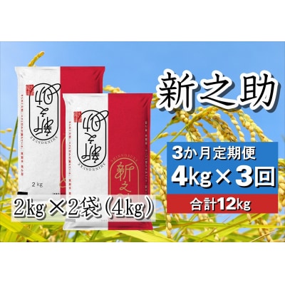 【令和7年産新米】【3回定期便】新潟県産 新之助4kg×3回 計12kg 白米 精米 井上米穀店