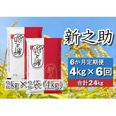 【令和7年産新米】【6回定期便】新潟県産 新之助4kg×6回 計24kg 白米 精米 井上米穀店