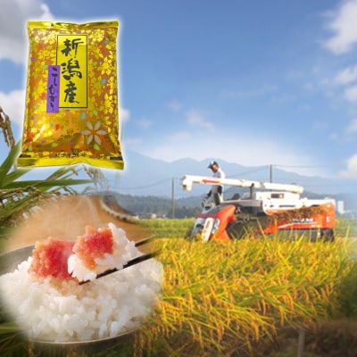 【令和7年産】 当日精米! 農家直送 クラシックコシヒカリ 4kg (2kg×2袋) 精米 白米