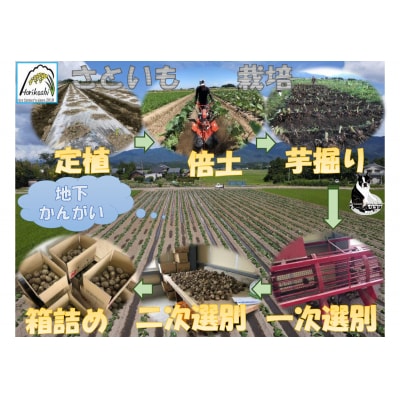 阿賀野市産 さといも 「ファームホリコシ皮付き里芋」 サイズ混合 5kg