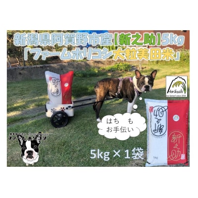 【令和7年産先行受付】阿賀野市産新之助「ファームホリコシ 新之助」5kg 白米 精米  