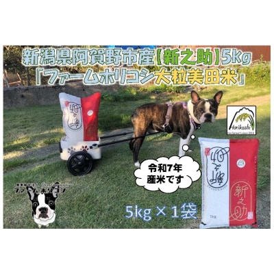 【令和7年産先行受付】阿賀野市産新之助「ファームホリコシ 新之助」5kg 白米 精米  