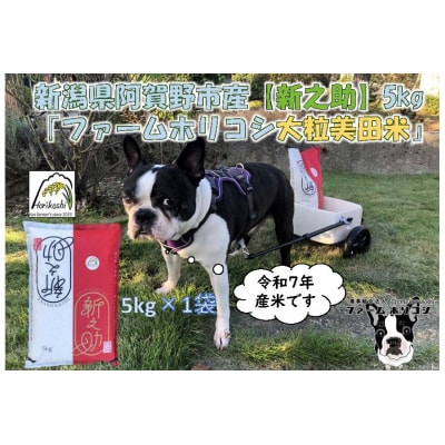 【令和7年産先行受付】阿賀野市産新之助「ファームホリコシ 新之助」5kg 白米 精米  