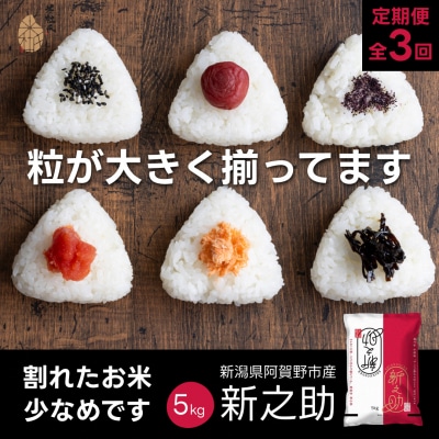 【令和7年産新米】【3か月定期便】 新之助 5kg×3回 計15kg 米杜氏 壱成 白米 精米 