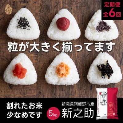 【令和7年産新米】【6か月定期便】 新之助 5kg×6回 計 30kg 米杜氏 壱成 白米 精米