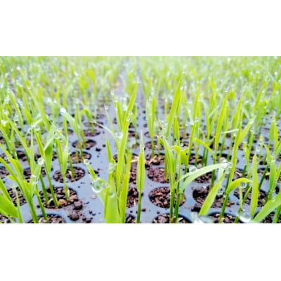 【令和7年産新米】【有機JAS認証】夢の谷コシヒカリ 玄米 4kg(2kg×2袋) 