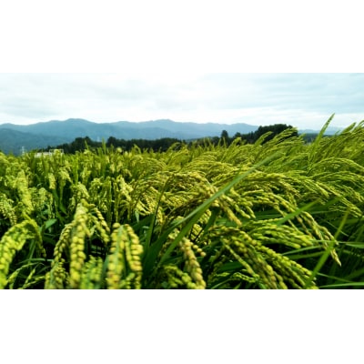 【令和7年産新米】【有機JAS認証】夢の谷コシヒカリ 玄米 4kg(2kg×2袋) 