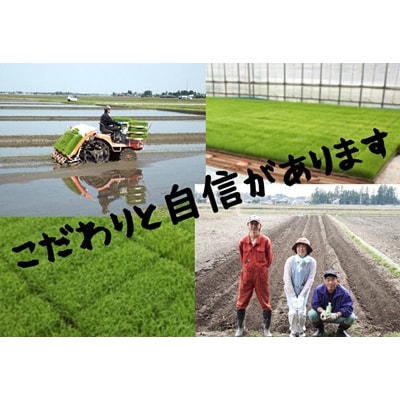 【令和7年産先行受付】3回定期便 旧笹神村産コシヒカリ&新之助 各2kg 美味しいお米食べ比べセット