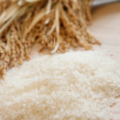 【令和7年産】【10ヶ月定期便】新潟産コシヒカリ瓢湖米　10kg×10回