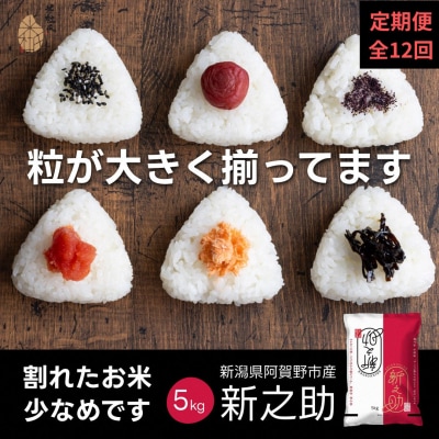 【令和7年産新米】【12か月定期便】 新之助 5kg×12回 計 60kg 米杜氏 壱成 白米 精米