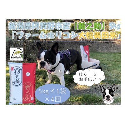 【令和7年産新米】【4ヶ月定期便】新之助 「ファームホリコシ 新之助」 5kg×4回 