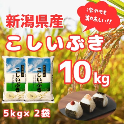 【令和7年産】新潟産 こしいぶき 10kg(5kg×2袋) 白米 精米