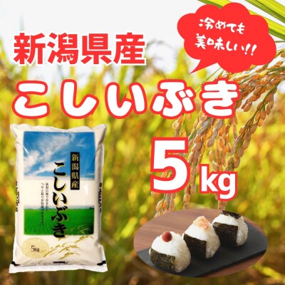 【令和7年産】新潟産 こしいぶき 5kg 白米 精米
