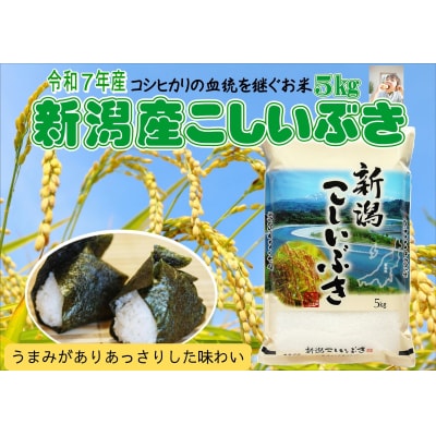 【令和7年産】新潟産こしいぶき 5kg 白米 精米 コシヒカリ系 早生品種 井上米穀店 