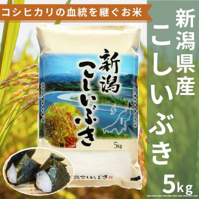 【令和8年産新米先行受付】新潟産こしいぶき 5kg 白米 精米 コシヒカリ系 早生品種 井上米穀店 
