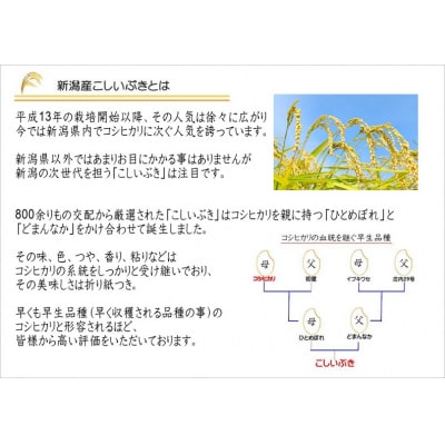 【令和7年産】新潟産こしいぶき 5kg 白米 精米 コシヒカリ系 早生品種 井上米穀店 