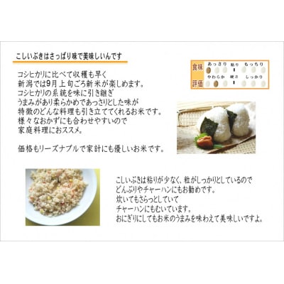 【令和8年産新米先行受付】新潟産こしいぶき 5kg 白米 精米 コシヒカリ系 早生品種 井上米穀店 