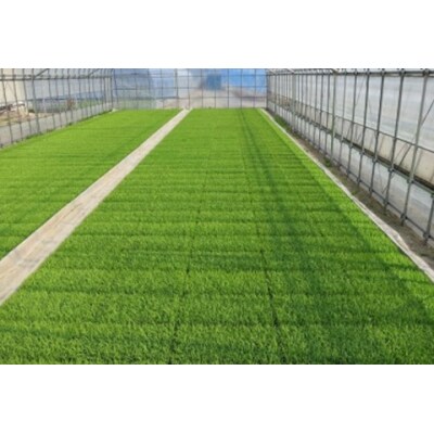 【令和7年産】新潟県産 純米コシヒカリ 5kg さいとう農園