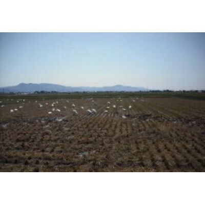 【令和7年産】新潟県産 純米コシヒカリ10kg(5kg×2袋) さいとう農園