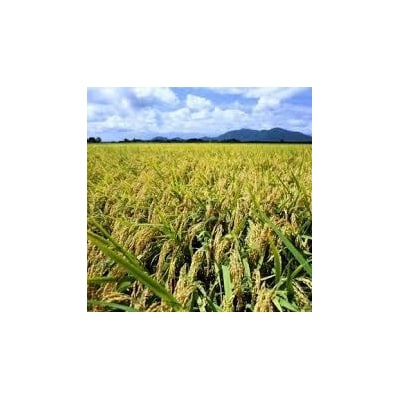 【令和7年産】【真空パック】整粒率95%の1等米!! 阿賀野市産「新之助」無洗米 5kg 中島農場