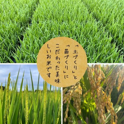 【令和7年産】【新潟県認証米】 5kg 特別栽培米 従来コシヒカリ 阿賀野市産