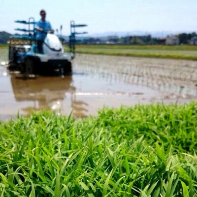【令和8年産新米】【真空パック】 阿賀野市産「新之助」無洗米 30kg(5kg×6袋)中島農場 