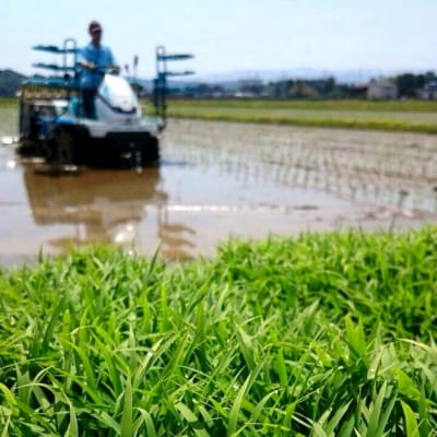 【令和8年産新米】 新潟県産「新之助」 白米 30kg(5kg×6袋)